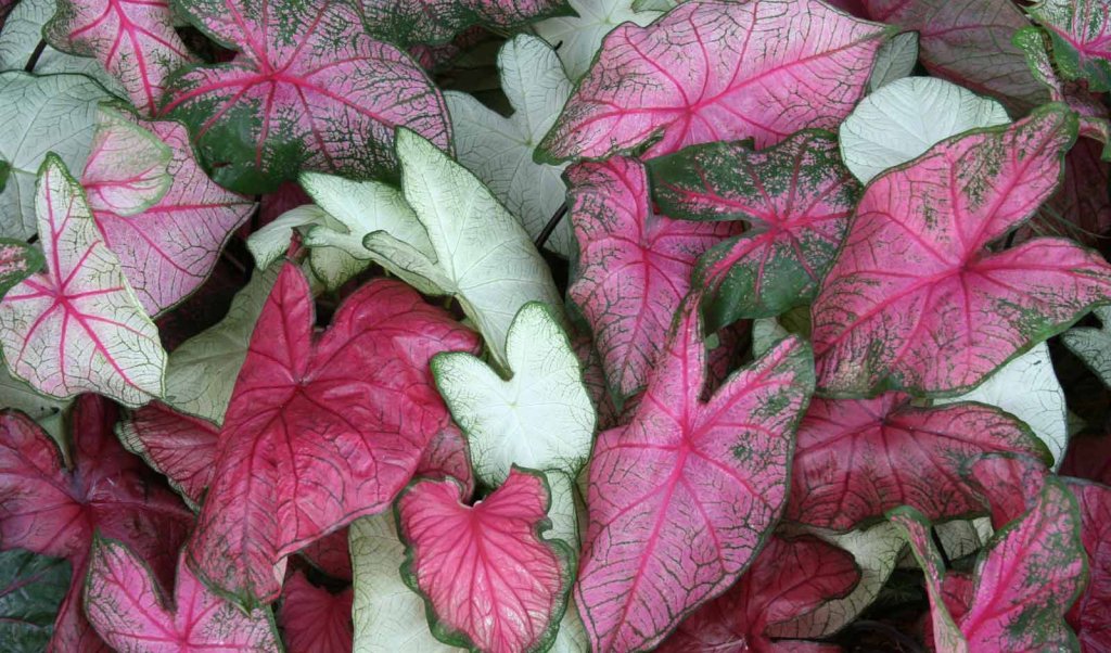 Pink and green caladiums from "The Caladium Capital of the World," Sebring, Florida