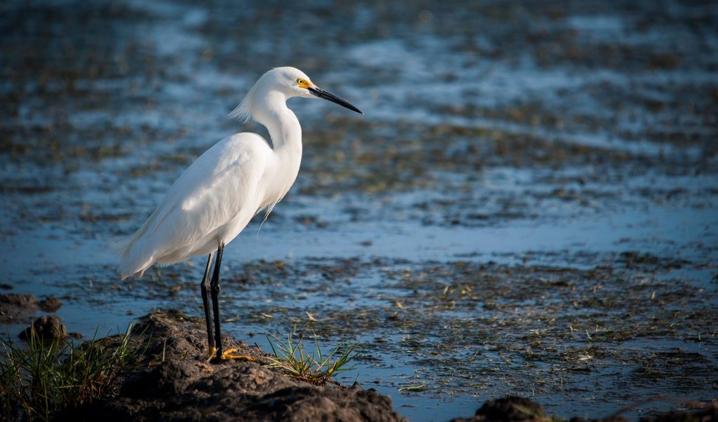 Outdoor Adventures on the Louisiana Coast