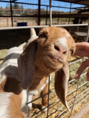 A goat sticking its head out of a fence to be pet at the Mountain Valley Ranch in Ramona, California.