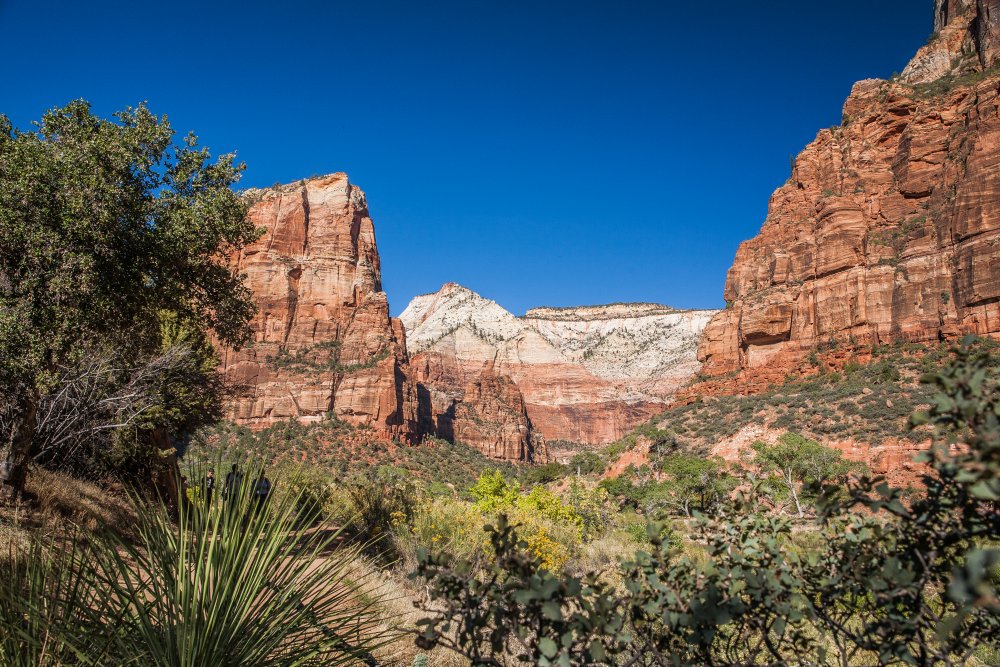 Plantlife in Zion National Park