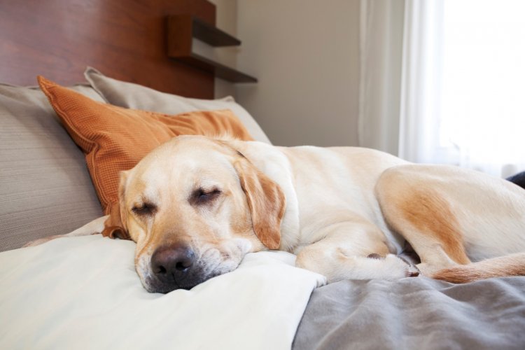 Pet Friendly hotels in Alpharetta, Georgia