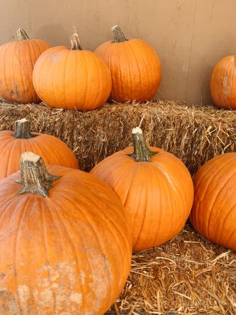 Eight pumpkins placed atop hay bales at Mountain Valley Ranch in Ramona, California.