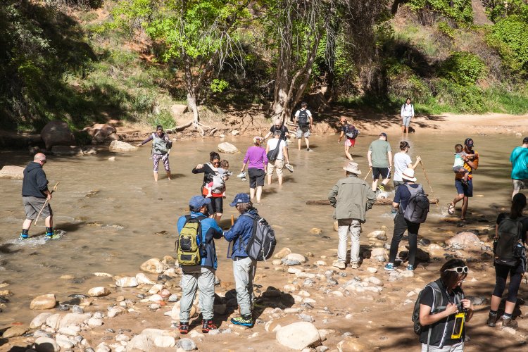 Zion National Park hikers wading into the Virgin River