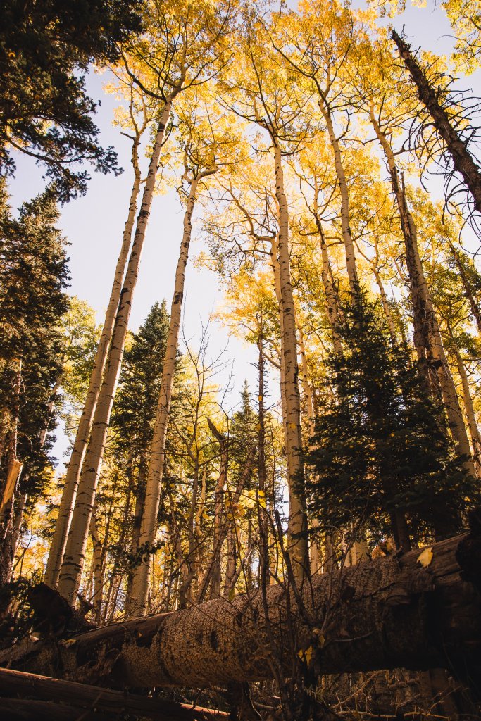 Explore Flagstaff, AZ All Seasons Through the Eyes of a Local