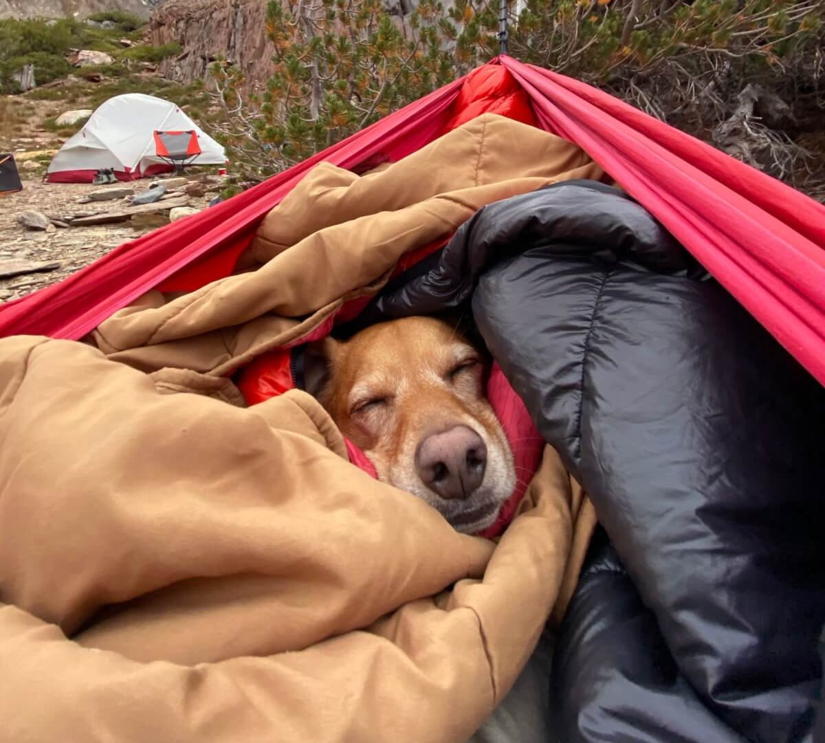 A dog’s sleeping face pokes out between the legs of a napping camper