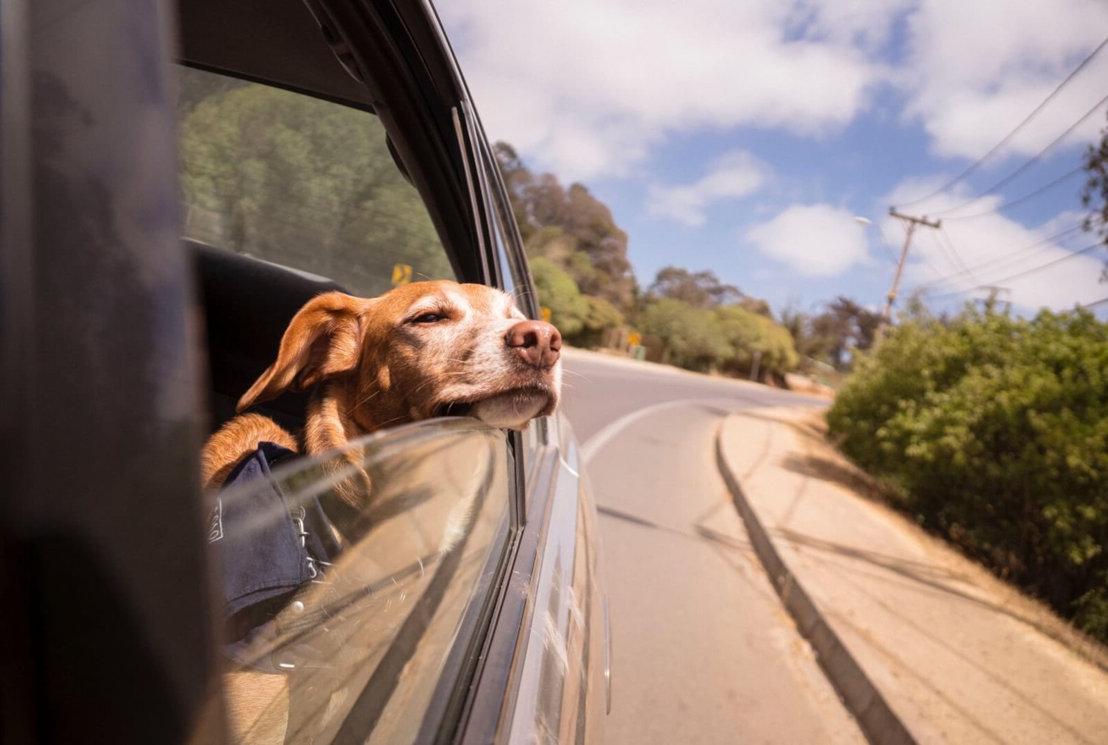 A small dog bathes in sunlight from a car window