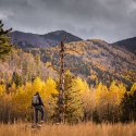 A person facing away from the camera walks through a yellow forest in the Fall season, in Flagstaff Arizona wilderness